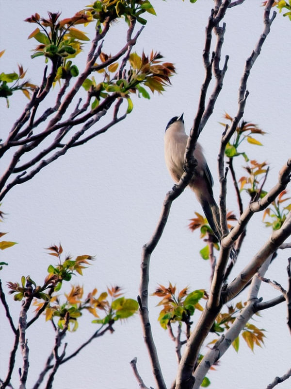 BIRD ON THE BRANCH 01