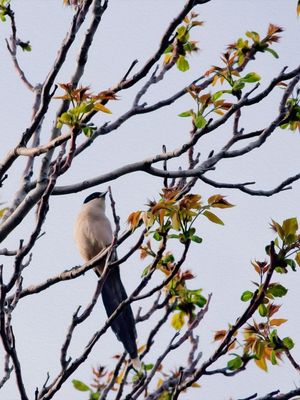 BIRD ON THE BRANCH 02