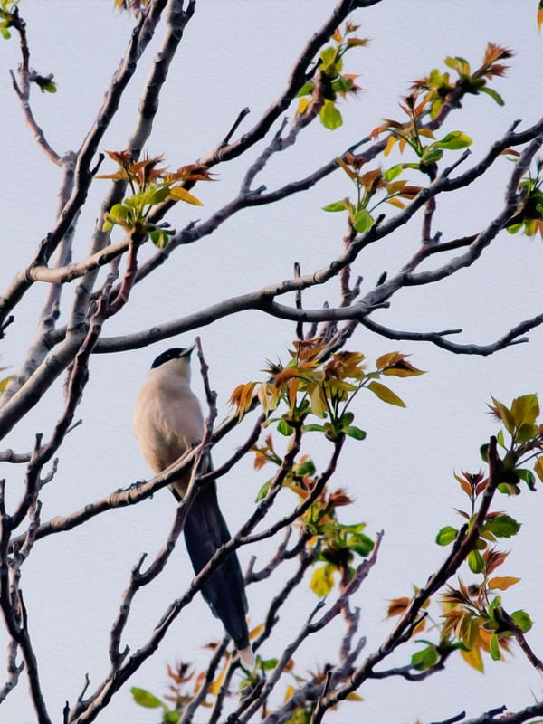 BIRD ON THE BRANCH 02