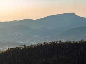 FLORESTA DE COQUEIROS