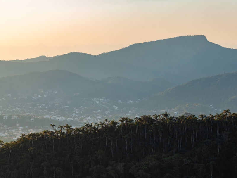 FLORESTA DE COQUEIROS