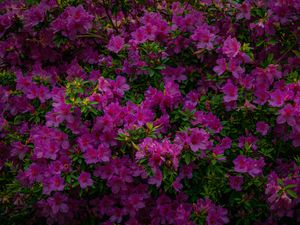 FLORES DO VALE EUROPEU