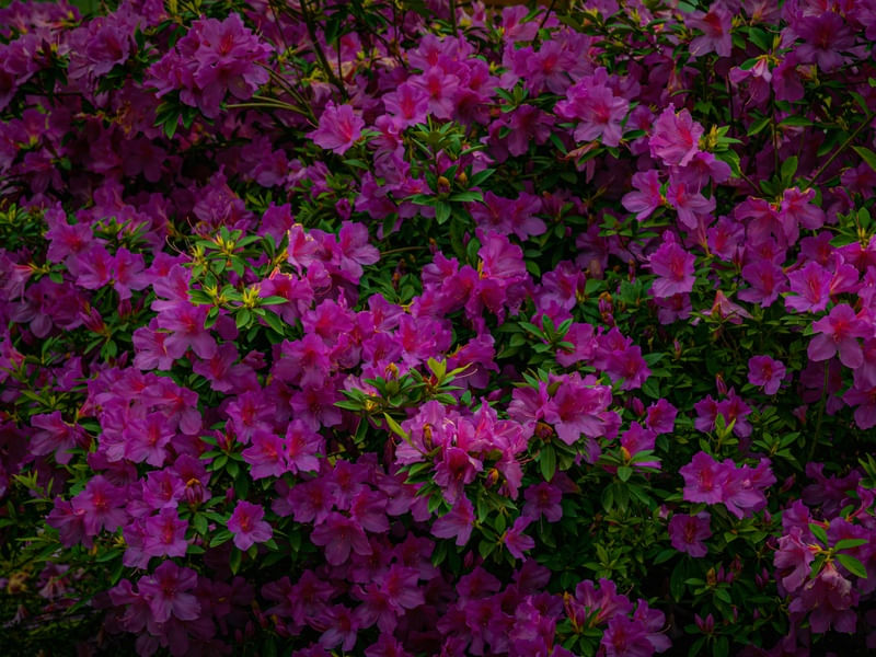 FLORES DO VALE EUROPEU