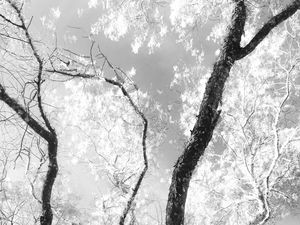 FOREST 2 - DÍPTICO 1