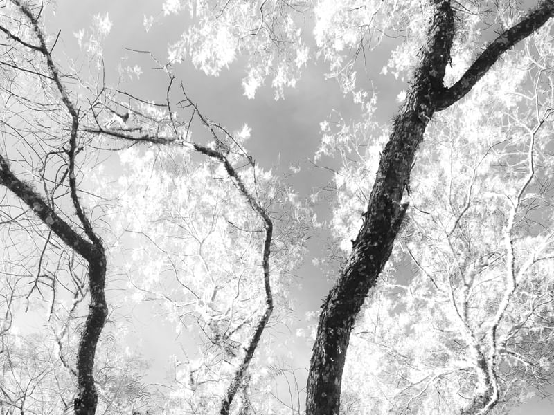 FOREST 2 - DÍPTICO 1