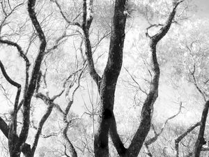 FOREST 2 - DÍPTICO 2
