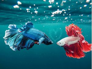 CASAL DE PEIXES