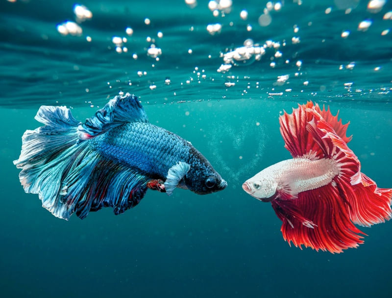 CASAL DE PEIXES