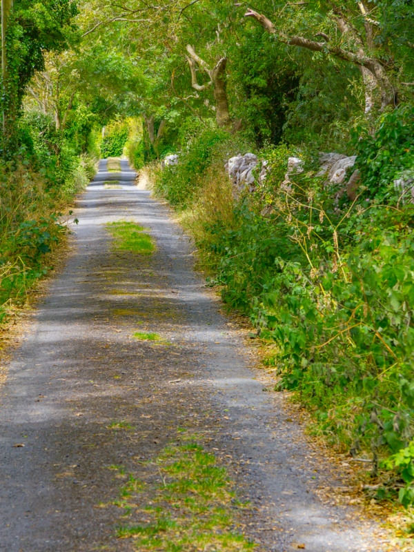 TRILHA EM FLORESTA NO BURREN - IRLANDA