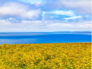 CAMPO DE FLORES AMARELAS COM OCEANO AO FUNDO