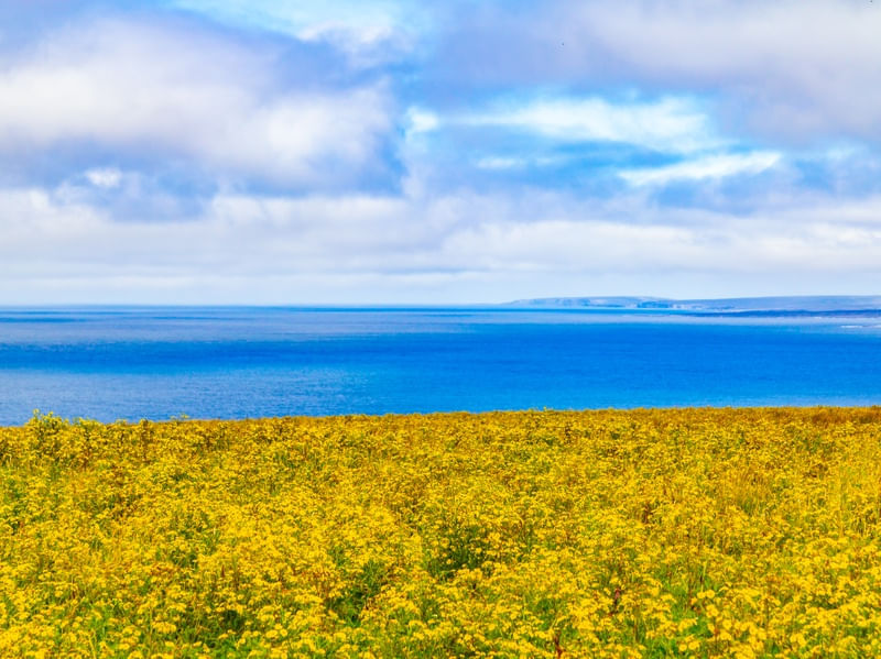 CAMPO DE FLORES AMARELAS COM OCEANO AO FUNDO