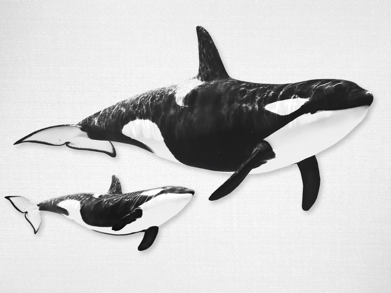 WHALES