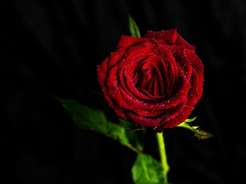 BEAST ROSE