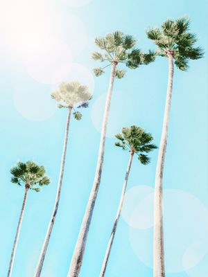 SUMMER PALM TREES