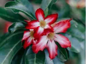 FLORES DO DESERTO
