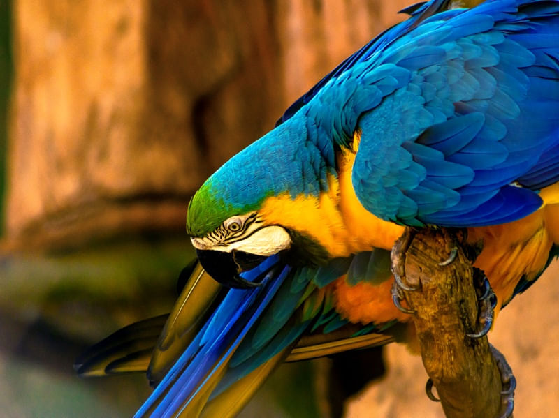 ARARA 8 UA