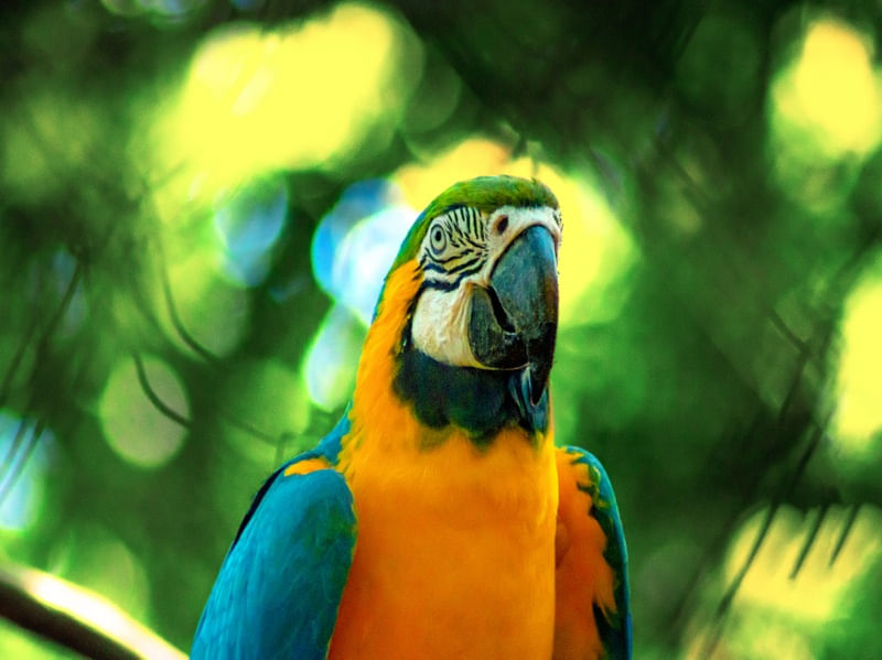 ARARA 19 UA