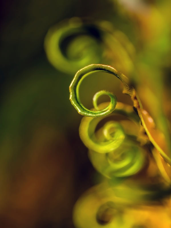 FOLHAS EM CARACOL