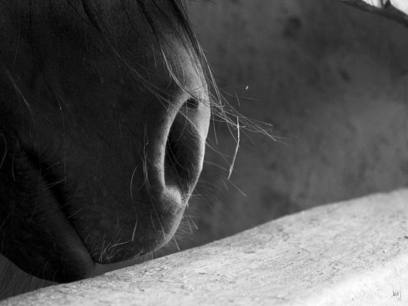 O CAVALO 03