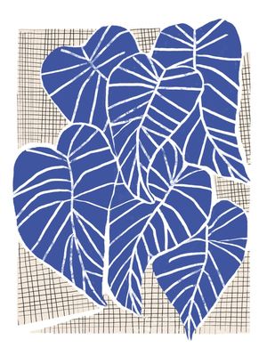 ALOCASIAS