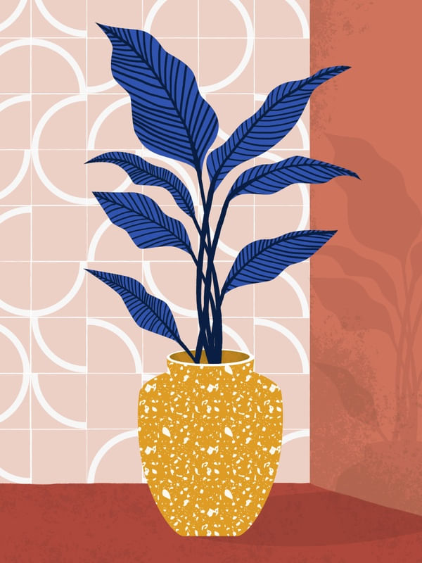 PATI CASCINO - DRACENA