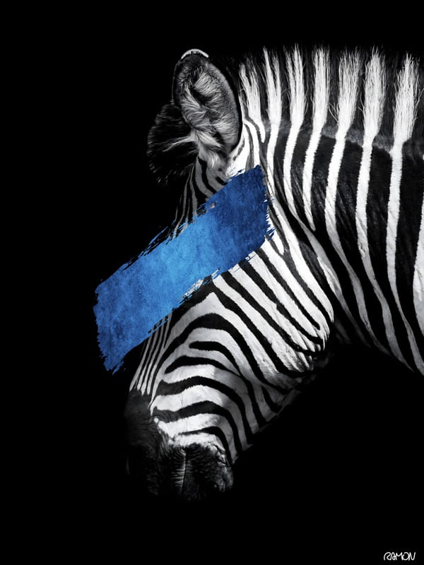 BLUE ZEBRA