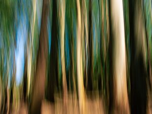 FLORESTA EM MOVIMENTO I