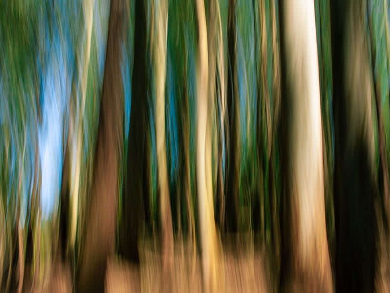 FLORESTA EM MOVIMENTO I