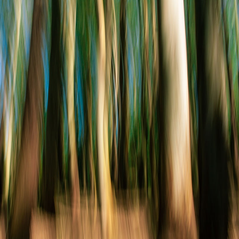 FLORESTA EM MOVIMENTO II