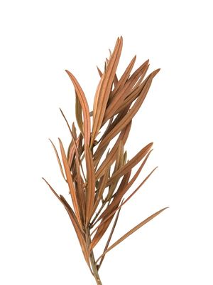 FLORA SECA I