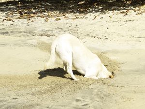BRINCADEIRA DE CACHORRO NA PRAIA