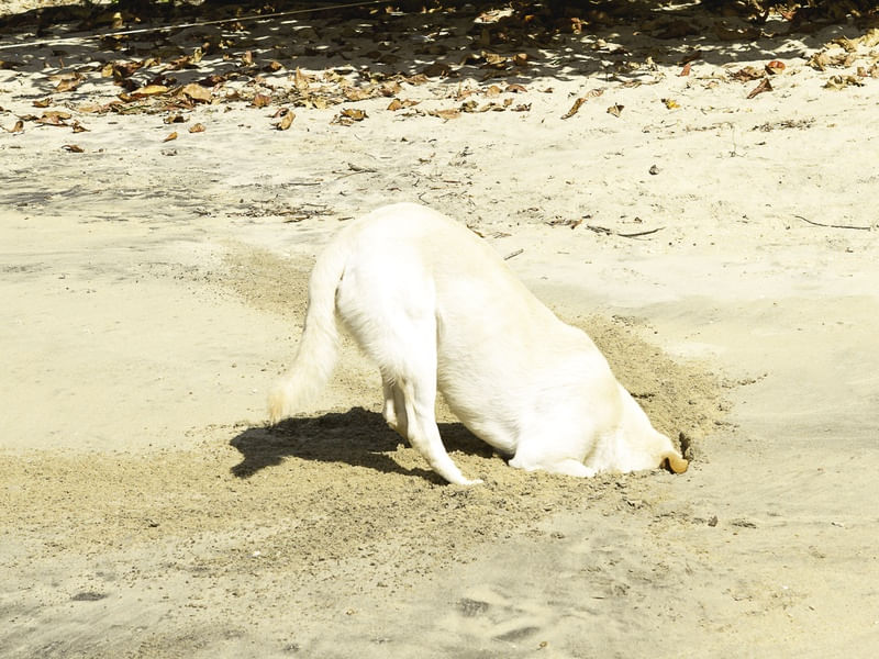 BRINCADEIRA DE CACHORRO NA PRAIA