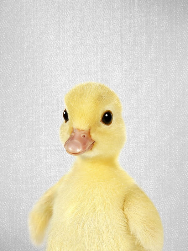 YELLOW DUCKLING - COLORFUL