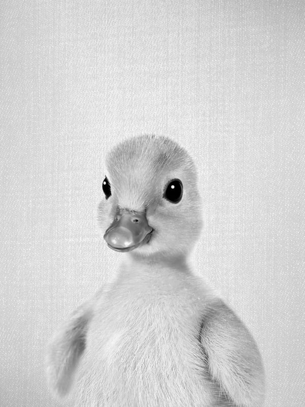 YELLOW DUCKLING - BLACK AND WHITE