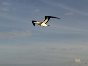 A GAIVOTA 01