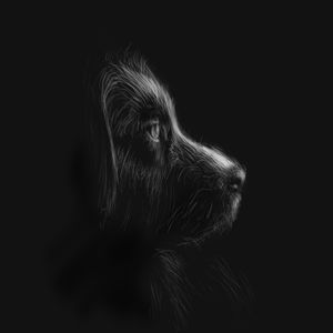 CACHORRO PRETO X