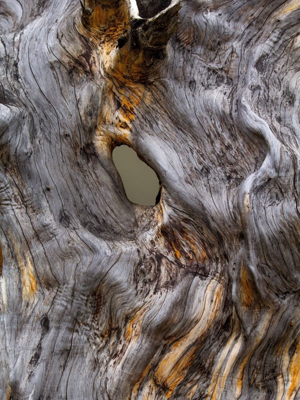 FICUS - DETALHE DO TRONCO