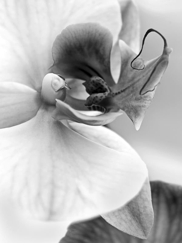 ORQUÍDEA PEB