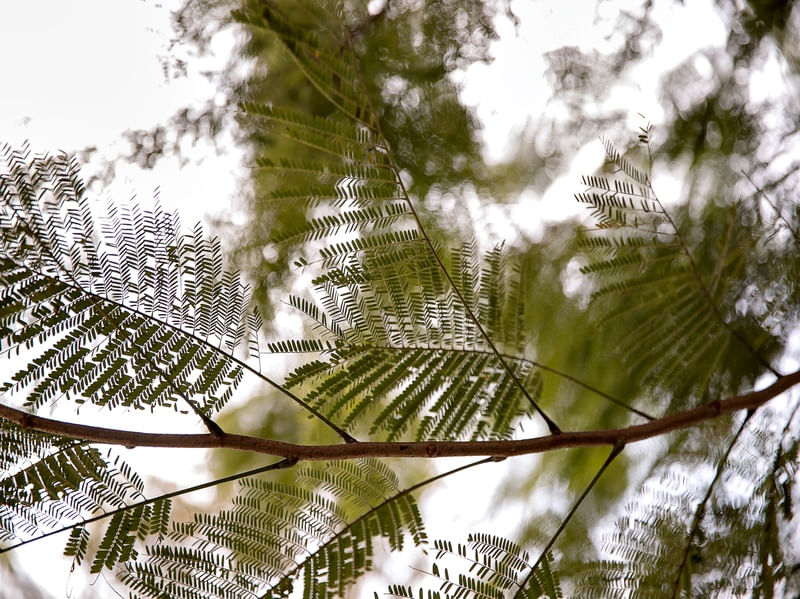 FOLHAGENS VERDES 2