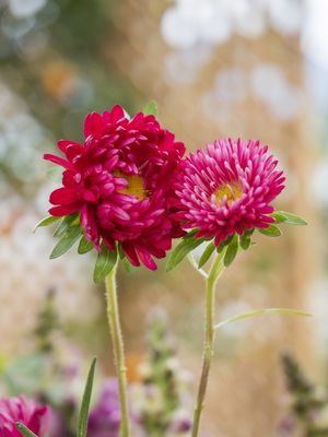 CASAL DE FLORES - LEVEZA DO AMOR