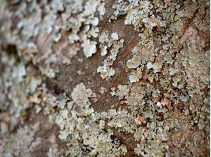 DETALHE MARROM