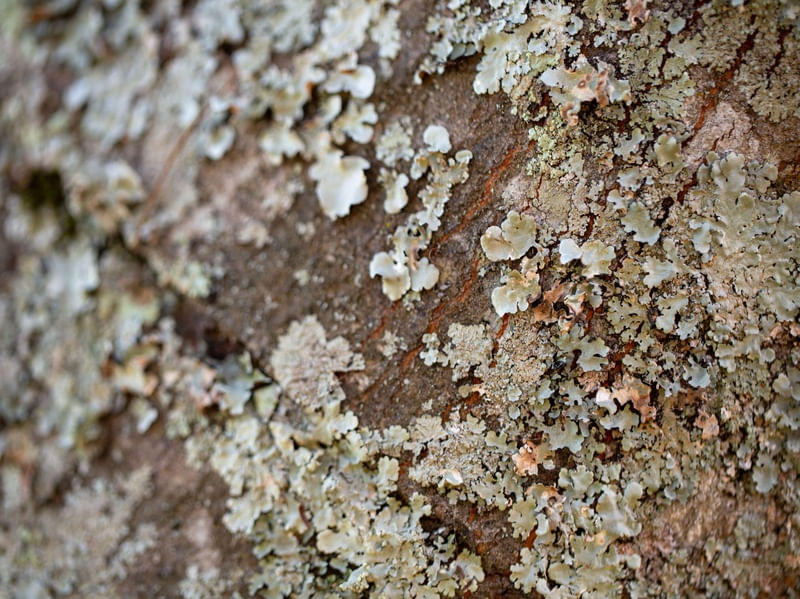 DETALHE MARROM