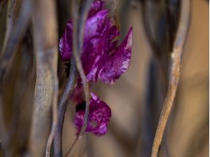 FOLHA VIOLETA