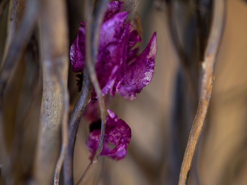 FOLHA VIOLETA