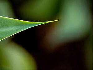FOLHA VERDE PONTUDA