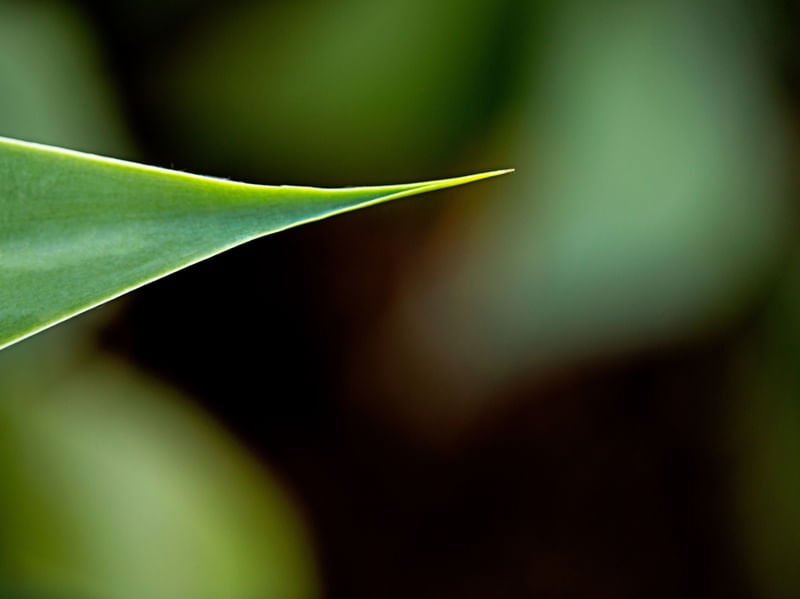 FOLHA VERDE PONTUDA