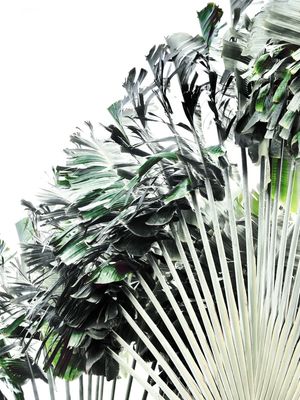 PALMEIRA TROPICAL ÁRVORE DO VIAJANTE RAVENALA MADAGASCARIENSIS