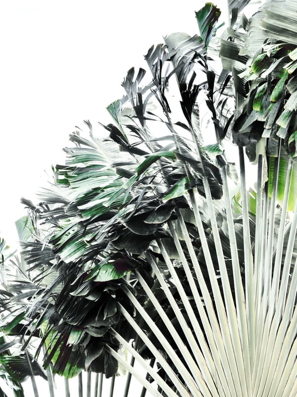 PALMEIRA TROPICAL ÁRVORE DO VIAJANTE RAVENALA MADAGASCARIENSIS