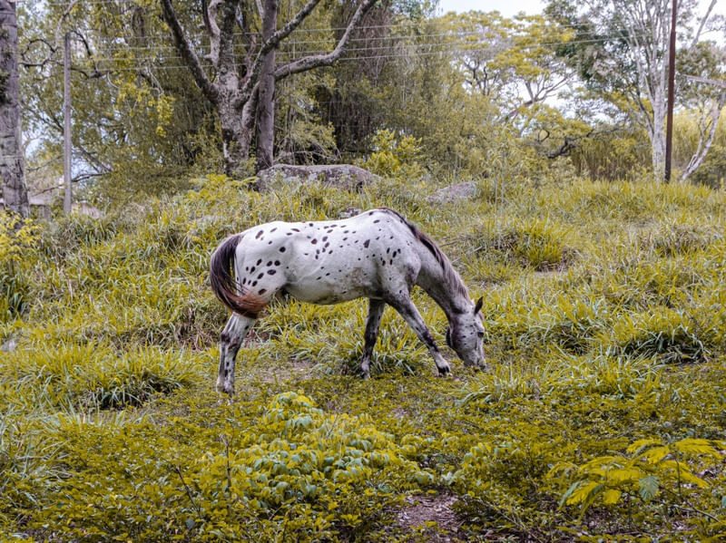 CAVALOS E DIAS DE CHUVA
