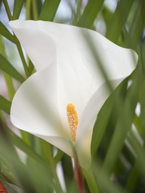 COPO DE LEITE - FLOR DECORAÇÃO